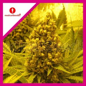 Pack Medical Seeds Prozack Fem X3+2
