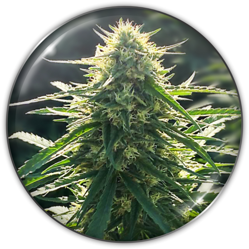 biorelief-cbd-1.png Imagen oficial Medical Seeds Biorelief CBD X3