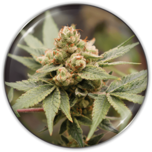 Imagen oficial Medical Seeds Medical Runtz Fem X3+2