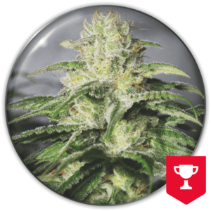 Imagen oficial Medical Seeds OG Kush CBD Fem X3+2