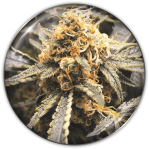 Imagen oficial Medical Seeds Recovery CBD Fem X3+2