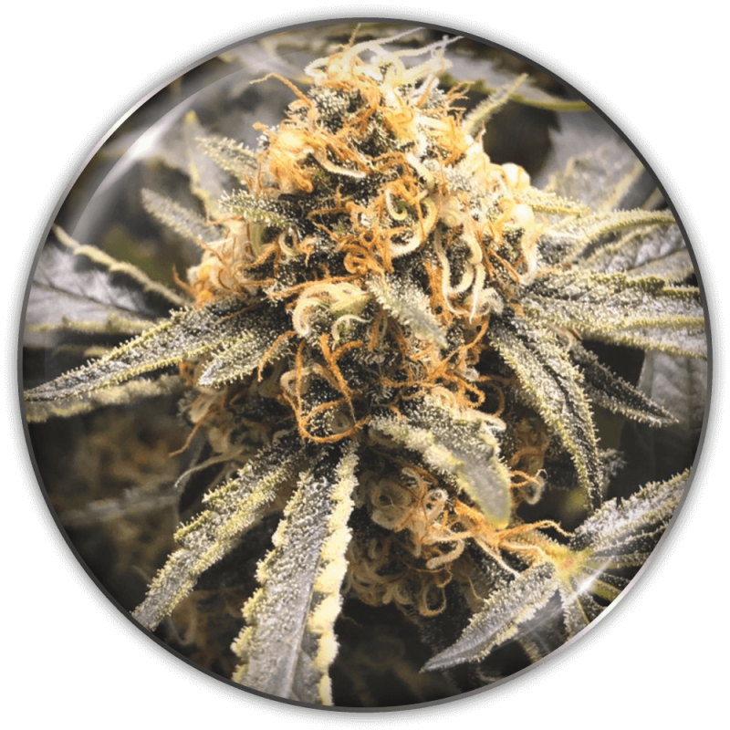 recovery-cbd-1.png Imagen oficial Medical Seeds Recovery CBD Fem X3+2