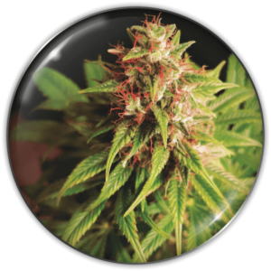 Imagen oficial Medical Seeds Red Cross CBD Fem X3+2