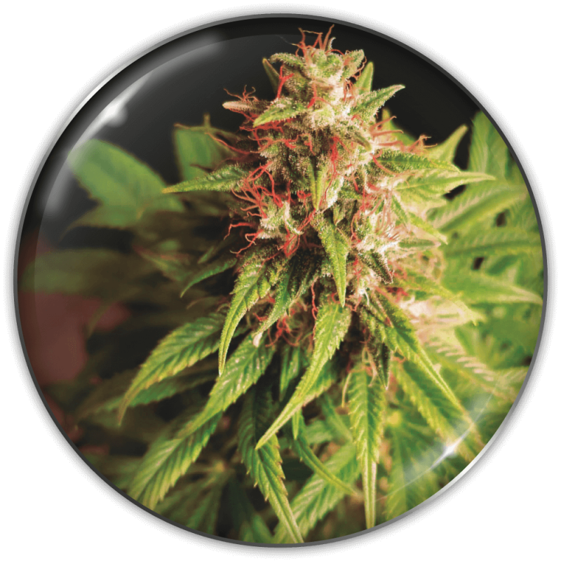 red-cross-cbd-1.png Imagen oficial Medical Seeds Red Cross CBD Fem X3+2