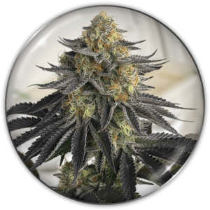 Imagen oficial Medical Seeds Sanativa CBD Auto X3