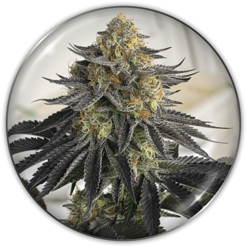 sanativa-cbd-autofloracion-1.png Imagen oficial Medical Seeds Sanativa CBD Auto X3