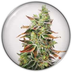 Imagen oficial Medical Seeds Banana Purp Fem X3