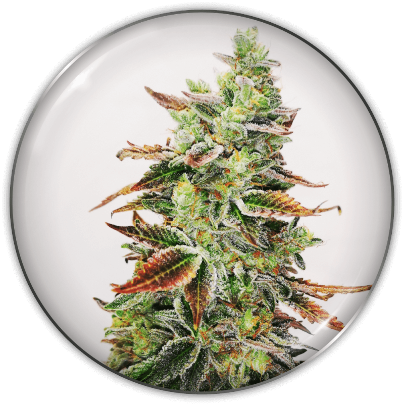 semillas-marihuana-banana-purp-1.png Imagen oficial Medical Seeds Banana Purp Fem X3