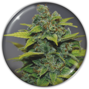 Imagen oficial Medical Seeds Banana Zkittlez Fem X3+2