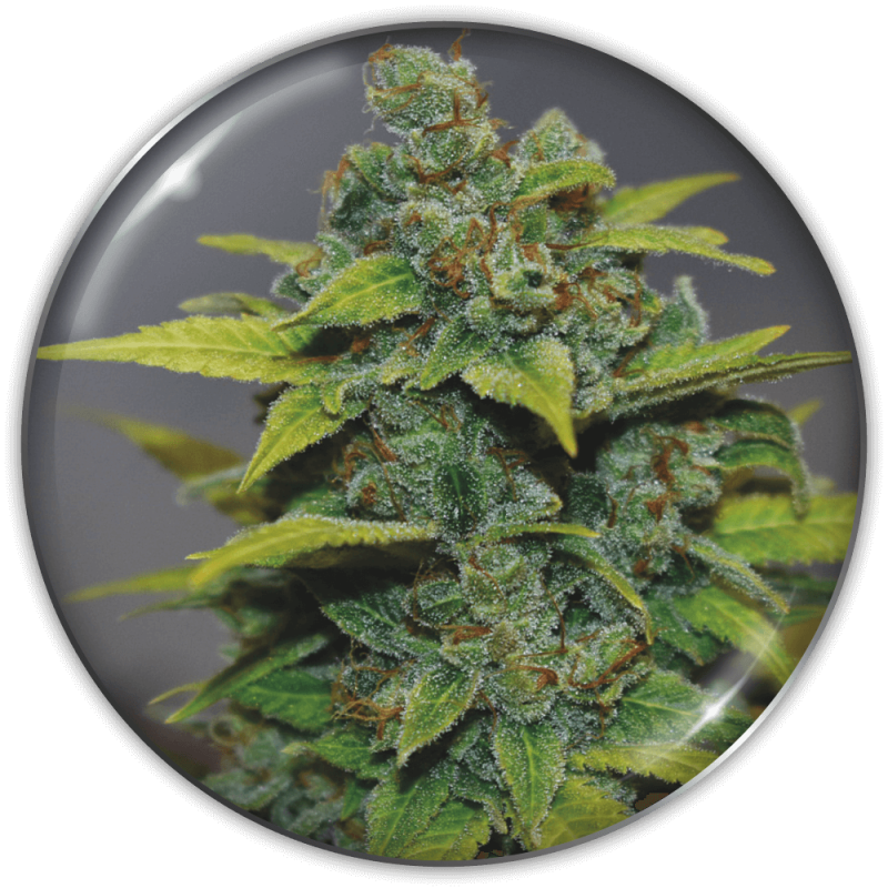 semillas-marihuana-banana-zkittlez-1.png Imagen oficial Medical Seeds Banana Zkittlez Fem X3+2