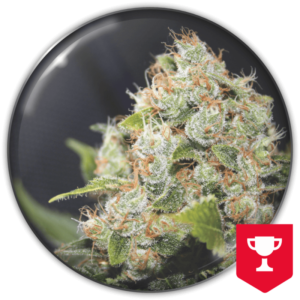 Imagen oficial Medical Seeds BCN Sour Diesel Fem X3+2