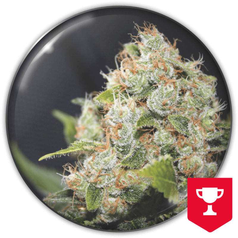 semillas-marihuana-bcn-sour-diesel-1.png Imagen oficial Medical Seeds BCN Sour Diesel Fem X3+2