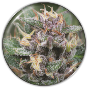 Imagen oficial Medical Seeds Blue Hell Auto X3+2