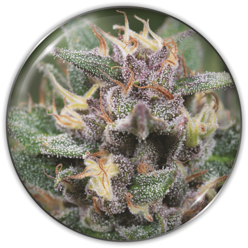 semillas-marihuana-blue-hell-auto-1-1.png Imagen oficial Medical Seeds Blue Hell Auto X3+2