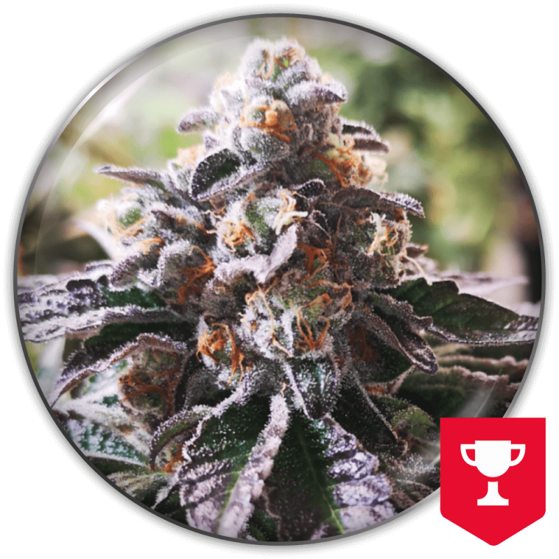 semillas-marihuana-cookies-purple-punch-1.png Imagen oficial Medical Seeds Cookies Purple Punch Fem X3