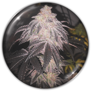 Imagen oficial Medical Seeds Cookies Sherbet Auto X3+2