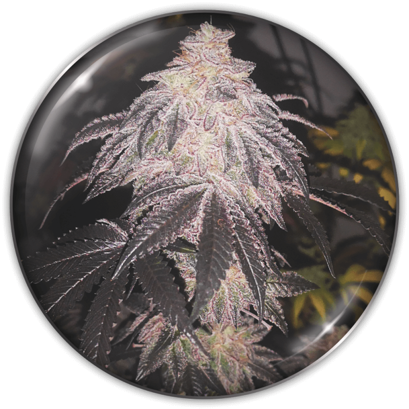 semillas-marihuana-cookies-sherbert-autofloracion-1.png Imagen oficial Medical Seeds Cookies Sherbet Auto X3+2