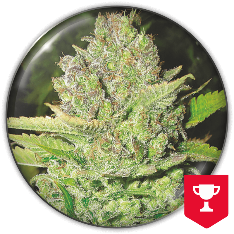 semillas-marihuana-devil-fruit-1.png Imagen oficial Medical Seeds Devil Fruit Fem X3+2