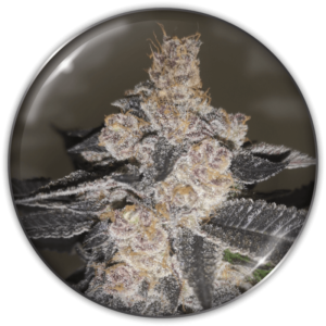 Imagen oficial Medical Seeds Gelato 242 Fem X3