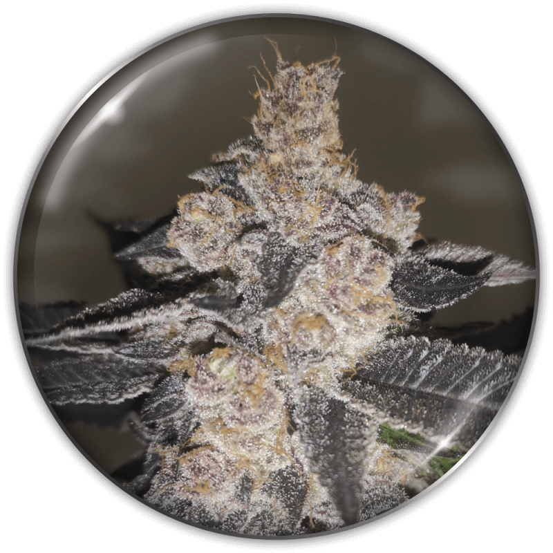 semillas-marihuana-gelato-242-1.png Imagen oficial Medical Seeds Gelato 242 Fem X3