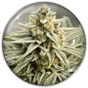 Imagen oficial Medical Seeds Grape Fuel Fem X3