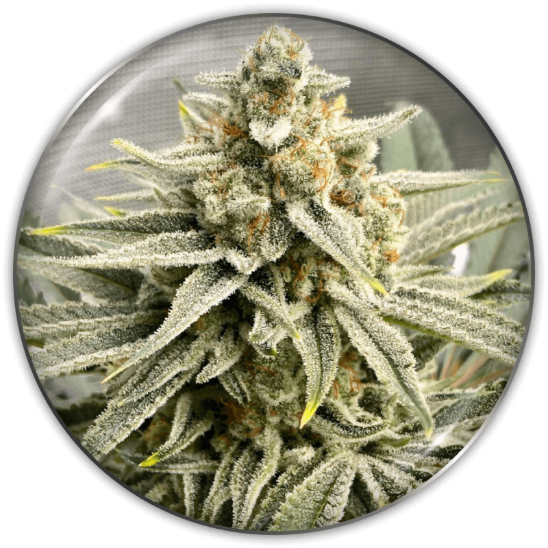 semillas-marihuana-grape-fuel-1.png Imagen oficial Medical Seeds Grape Fuel Fem X3