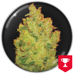 Imagen oficial Medical Seeds Jack La Mota Fem X3+2