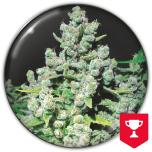 Imagen oficial Medical Seeds Malakoff Fem X3+2