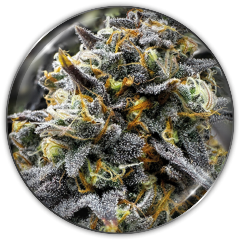 semillas-marihuana-medical-donuts-1.png Imagen oficial Medical Seeds Donuts Fem X3
