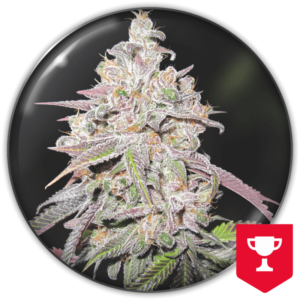 Imagen oficial Medical Seeds Mendocino Chanel Kush Fem X3+2