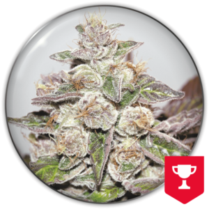 Imagen oficial Medical Seeds Mendocino Purple Kush Fem X3+2
