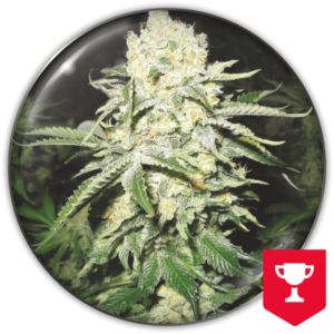 Imagen oficial Medical Seeds No Name Auto X3+2