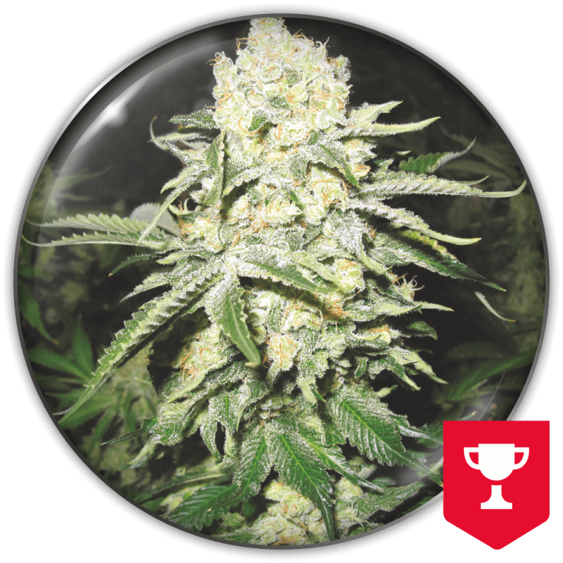 semillas-marihuana-no-name-1.png Imagen oficial Medical Seeds No Name Auto X3+2