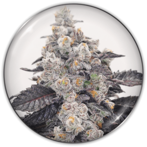 Imagen oficial Medical Seeds Pink Sherbert Fem X3