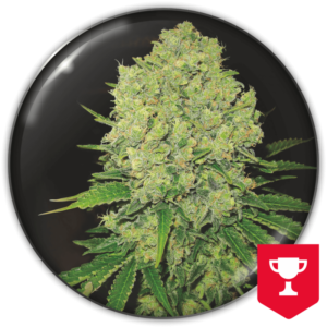 Imagen oficial Medical Seeds Prozack Fem X3+2
