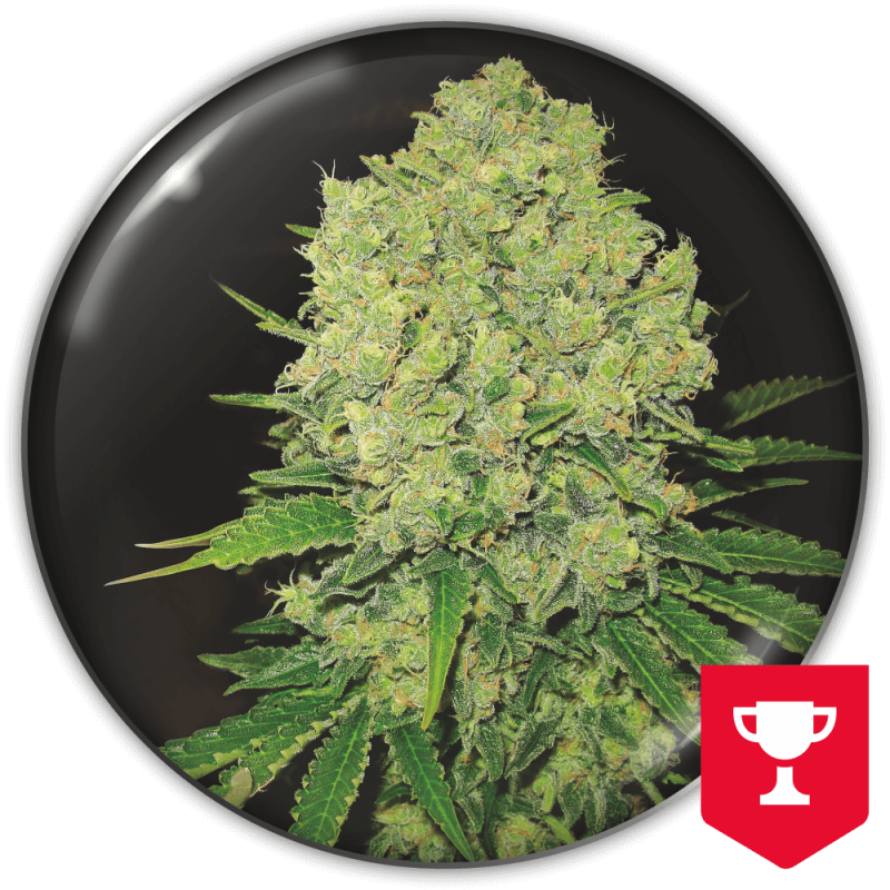 semillas-marihuana-prozack-1.png Imagen oficial Medical Seeds Prozack Fem X3+2