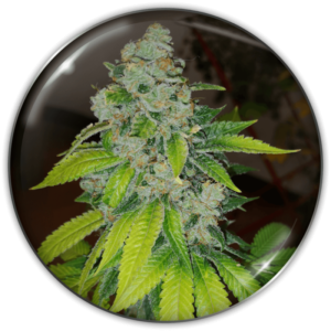 Imagen oficial Medical Seeds Zkittlez Fem X3