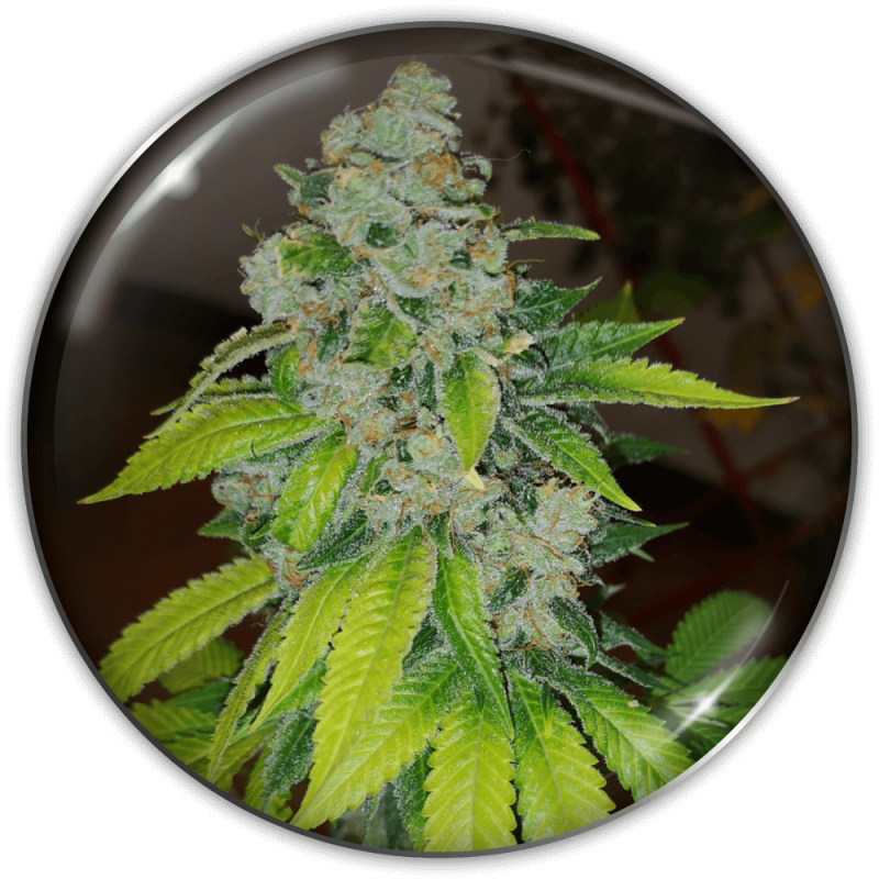 semillas-marihuana-zkittlez-1.png Imagen oficial Medical Seeds Zkittlez Fem X3