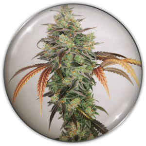 Imagen oficial Medical Seeds Y Griega CBD 2.0 Fem X3+2