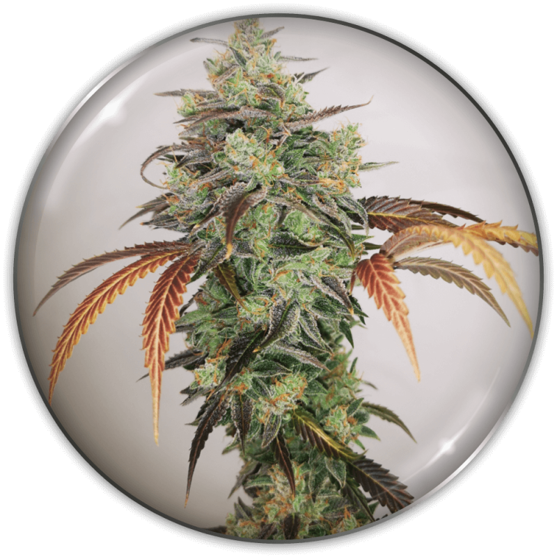 y-griega-cbd-20-1.png Imagen oficial Medical Seeds Y Griega CBD 2.0 Fem X3+2